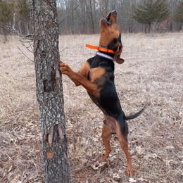 Mack - American Leopard Hound