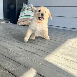 Golden Retriever Puppies from Washington Lakeside Goldens