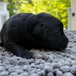 Boy 1 - Black male Labrador Retriever puppy in Amesbury, Massachusetts from Fox Hill Farm & K9