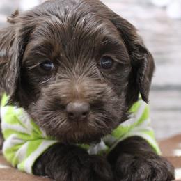 Green collar Mike - Chocolate male Australian Labradoodle puppy in Provo, Utah from EllsWORTH Labradoodles LLC