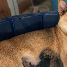 Shiba Inu from MN Lakes Area Shiba Inus