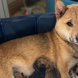Shiba Inu from MN Lakes Area Shiba Inus