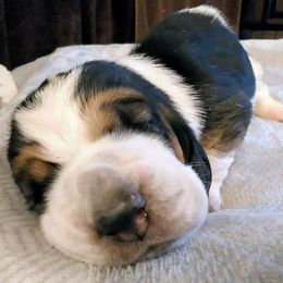 Anna- Red Collar - Black white and tan female Basset Hound puppy in Duchesne, Utah from HI Desert Hounds