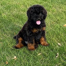 Cracker - Black male Bernedoodle puppy in Rose Hill, North Carolina from Red Door Canines