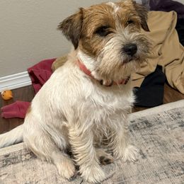 Kiss - Russell Terrier