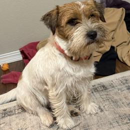 Kiss - Russell Terrier