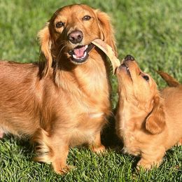 Lola - Dachshund