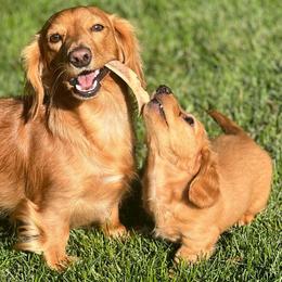 Lola - Dachshund
