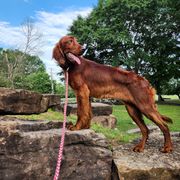 Irish Setter puppies from Shakarri Irish Setters