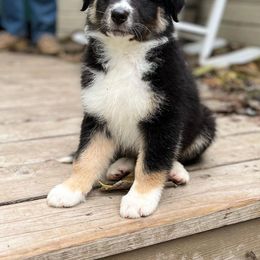Australian Shepherd Puppies from HCA Aussies