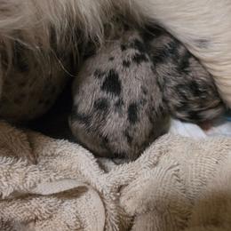 Howdy - Blue merle female Miniature Australian Shepherd puppy in Lithia, Florida from Waterford Doodle Farm
