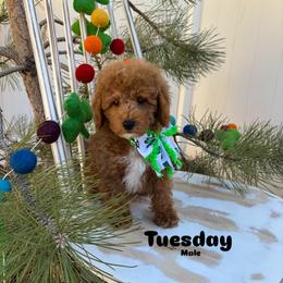 Bernedoodle, Cavalier King Charles Spaniel, Cavapoo, Goldendoodle, and Poodle Puppies from Gypsi Doodles & Poodles LLC.