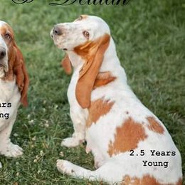 Delilah - Basset Hound