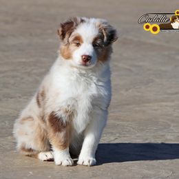 Miniature American Shepherd Puppies from Cadallie Miniature American Shepherds