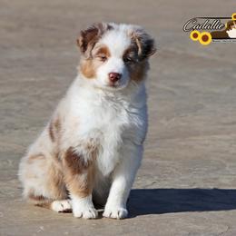 Miniature American Shepherd Puppies from Cadallie Miniature American Shepherds