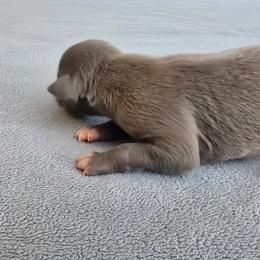 Willow - Blue female Whippet puppy in Gentry, Arkansas from Mardel Robeson of Mulberry Hollow Whippets