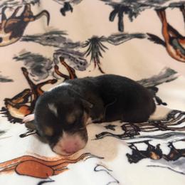 Pattie - Black and tan female Pembroke Welsh Corgi puppy in Hillsville, Virginia from Bonderosa Kennels