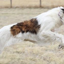 Silken Windhounds from Clayborn Silken Windhounds