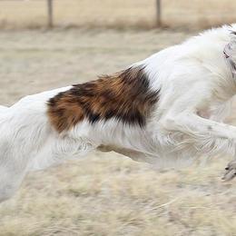 Silken Windhounds from Clayborn Silken Windhounds
