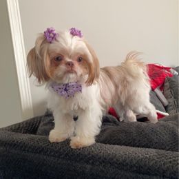 Khloe - Shih Tzu