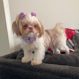 Khloe - Shih Tzu