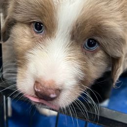 Australian Shepherd Puppies from PCG Farms