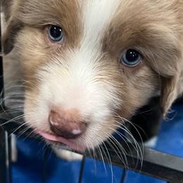 Australian Shepherd Puppies from PCG Farms