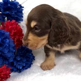 Toby - Chocolate and cream male Dachshund puppy in Mesquite, Texas from AB Dachshund