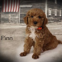 Pinn - Red  male Poodle puppy in Benton, Illinois from Red Barn Moyen Poodles