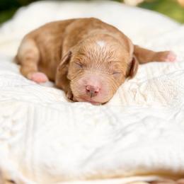 Dolly - Red  female Goldendoodle puppy in Queen Creek, Arizona from Goldendoodle AZ