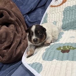 Boy 4 - Blue speckled male Australian Cattle Dog puppy in Concrete, Washington from Back Country Australian Cattle dogs