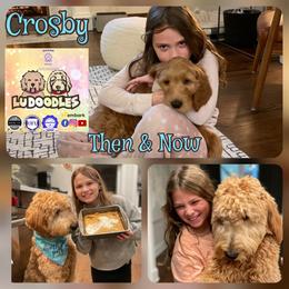Goldendoodle Puppies from Lu Doodles