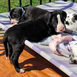 Prince Louis - Mantle male Great Dane puppy in Brookings, South Dakota from Debonair Danes