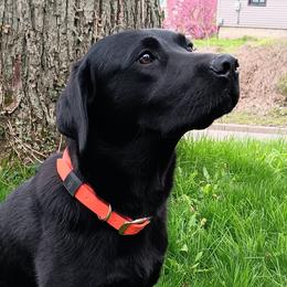 Labrador Retrievers from Western Valley Retrievers
