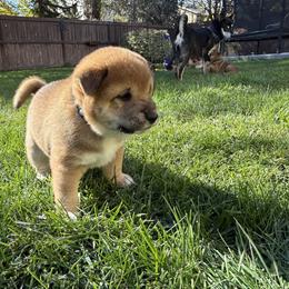 Sablé - Red male Shiba Inu puppy in Meridian, Idaho from Anko Shibas