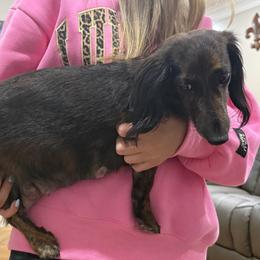 Finley - Dachshund