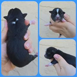 Black - Black and white male Chihuahua puppy in Vineland, New Jersey from Royal Companion's