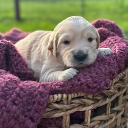 Green Boy - Light golden male Golden Retriever puppy in Scio, Oregon from Stackhouse Family Farm