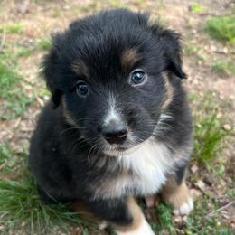Carl - Black tri-color male Australian Shepherd puppy in Scottsville, Virginia from Cedar Creek Aussies