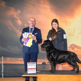 Halo - Labrador Retriever