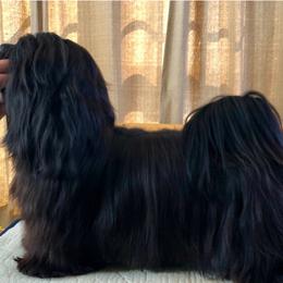 Serranilla - Havana Silk Dog