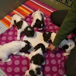 Drentsche Patrijshond and Spinone Italiano Puppies from Two Gun Kennels