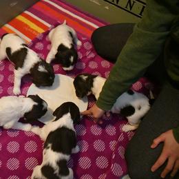 Drentsche Patrijshond and Spinone Italiano Puppies from Two Gun Kennels