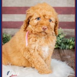 Sedona - Red female Cockapoo puppy in Connersville, Indiana from Deaz Doodle Ranch