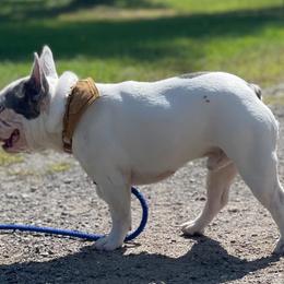 French Bulldog Puppies from Kismet French Bulldogs