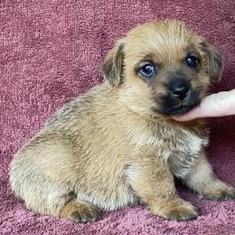 Kolache's Girl 1 - Red female Norfolk Terrier puppy in Bristol, Tennessee from Holston Hollow Farm