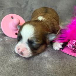 Lupita - Chocolate sabled fawn female Chihuahua puppy in Seneca, Missouri from Stephanie’s Puppy Colony