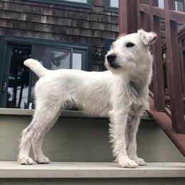 Darla - Jack Russell Terrier