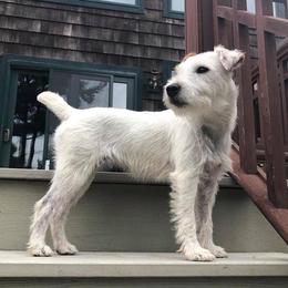Darla - Jack Russell Terrier