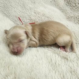 Girl 1 - female Dachshund puppy in Madison, Wisconsin from CC's Dachshunds
